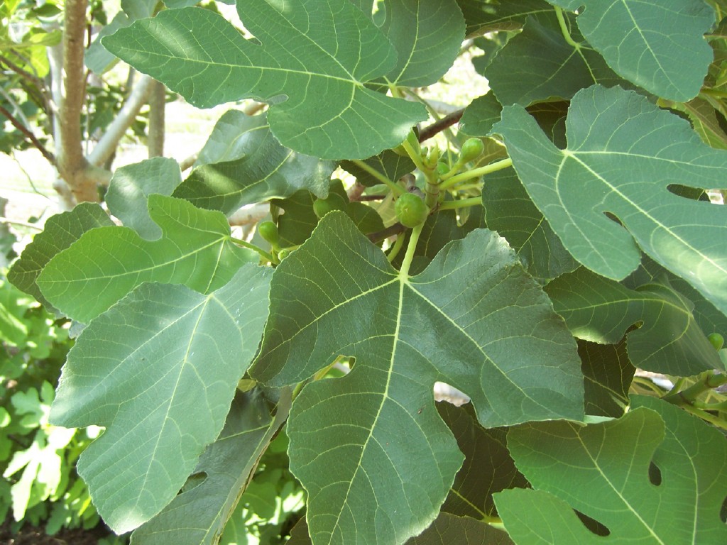 Fig